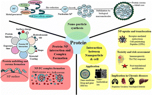 Graphical abstract: Exploring the intricacies of protein–nanoparticle interaction and its implications in chronic diseases: a comprehensive review