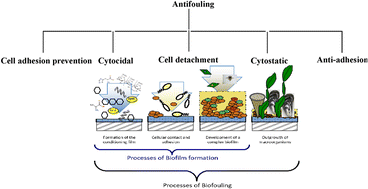 Graphical abstract: Polymers for anti-fouling applications: a review