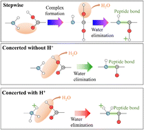 Graphical abstract: On peptide bond formation from protonated glycine dimers in the gas phase: computational insight into the role of protonation