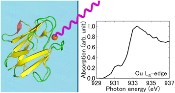 Graphical abstract: Electronic structures of blue copper centers of amicyanin and azurin in the solution state