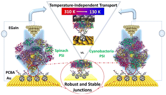Graphical abstract: Photosystem I complexes form remarkably stable self-assembled tunneling junctions