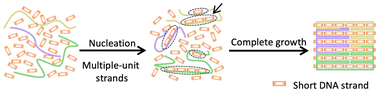 Graphical abstract: Multiple-unit interlocking enhances the single-stranded tiles assembly of DNA nanostructures