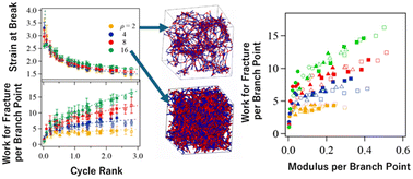 Graphical abstract: Phantom chain simulations for the fracture of star polymer networks with various strand densities