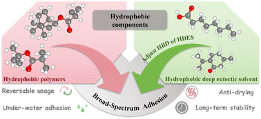 Graphical abstract: Hydrophobic deep eutectic solvent-based hydrophobic polymer adhesive with on-demand detachability and strong broad-spectrum adhesion in air/aquatic environments