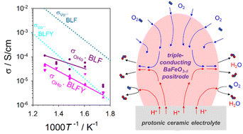 Graphical abstract: Ion transport in dry and hydrated Ba0.95La0.05(Fe1−xYx)O3−δ and implications for oxygen electrode kinetics of protonic ceramic cells