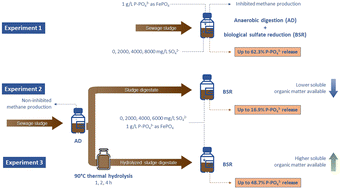 Graphical abstract: Phosphorus release from sewage sludge and digestate driven by biological sulfate reduction: effect of feed sulfate concentration and thermal hydrolysis