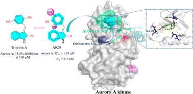 Graphical abstract: Design and synthesis of (E)-3-benzylideneindolin-2-one derivatives as potential allosteric inhibitors of Aurora A kinase