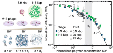 Graphical abstract: Phage probes couple to DNA relaxation dynamics to reveal universal behavior across scales and regimes