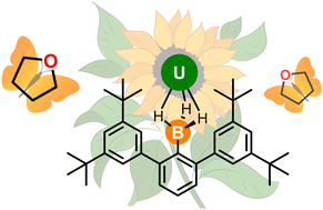 Graphical abstract: Synthesis of bulky hydride ligands: m-terphenylborohydride complexes with trivalent uranium and neodymium