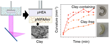 Graphical abstract: Enhanced thermal response of 3D-printed bilayer hydrogels via nanoclay incorporation