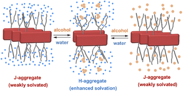 Graphical abstract: Special solvation effects of mixed water and alcohols revealed by molecular aggregation