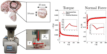 Graphical abstract: Modelling the non-linear viscoelastic behaviour of brain tissue in torsion