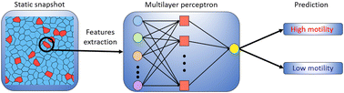 Graphical abstract: Shape matters: inferring the motility of confluent cells from static images