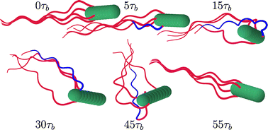 Graphical abstract: E. coli bacterium tumbling in bulk and close to surfaces: a simulation study