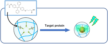 Graphical abstract: Selective fluorescence detection of proteins using molecularly imprinted hydrogels with aggregation-induced emission