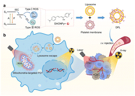 Graphical abstract: A near-infrared aggregation-induced emission photosensitizer with mitochondria specificity enhances radiotherapy for cancer stem cells ablation