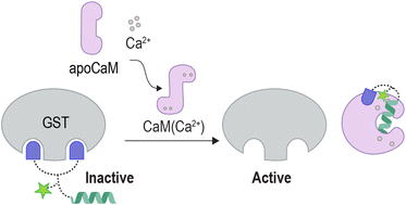 Graphical abstract: Unnatural enzyme activation by a metal-responsive regulatory protein