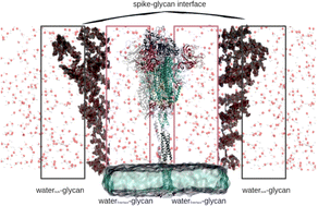 Graphical abstract: Water–glycan interactions drive the SARS-CoV-2 spike dynamics: insights into glycan-gate control and camouflage mechanisms