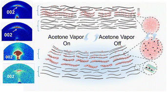Graphical abstract: MXene-based solvent-responsive actuators with a polymer-intercalated gradient structure
