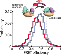 Graphical abstract: Interplay between conformational dynamics and substrate binding regulates enzymatic activity: a single-molecule FRET study