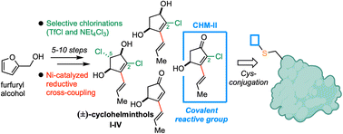 Graphical abstract: Total syntheses of cyclohelminthol I–IV reveal a new cysteine-selective covalent reactive group