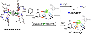 Graphical abstract: Facile N–C bond cleavage and arene reduction by a transient uranium(ii) complex
