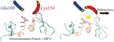 Graphical abstract: Enhanced HP1α homodimer interaction via force-induced salt bridge formation: implications for chromatin crosslinking and phase separation