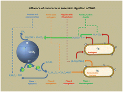 Graphical abstract: Unraveling the effects of cerium oxide nanoparticles on the metabolism of anaerobic digestion of waste activated sludge