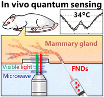 Graphical abstract: Intravital microscopic thermometry of rat mammary epithelium by fluorescent nanodiamond