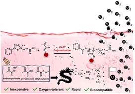 Graphical abstract: Aqueous photo-RAFT polymerization under ambient conditions: synthesis of protein–polymer hybrids in open air