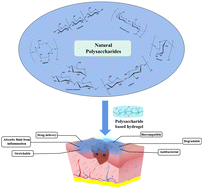 Graphical abstract: The design principle of natural polysaccharide hydrogels for promoting wound healing: a prospective review