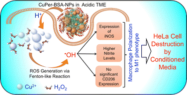 Graphical abstract: Copper peroxide incorporated BSA-NPs: a pH-responsive, self-supplying source of reactive oxygen species for cancer cell destruction via polarization of macrophages to the M1 phenotype
