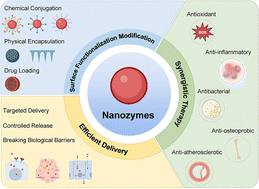Graphical abstract: Surface functionalization strategies of ROS-scavenging nanozymes for synergistic therapy and efficient delivery