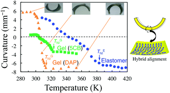 Graphical abstract: Thermal bending coupled with volume change in liquid crystal gels