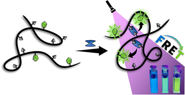 Graphical abstract: Förster resonance energy transfer within single chain nanoparticles