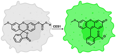 Graphical abstract: Fluorogenic chemical tools to shed light on CES1-mediated adverse drug interactions