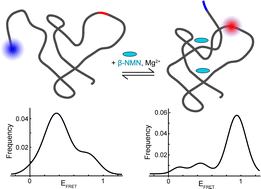 Graphical abstract: Ligand binding characteristics of an NAD+ riboswitch revealed by FRET and biolayer interferometry