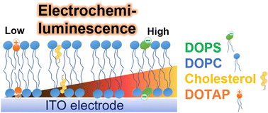 Graphical abstract: Electrochemiluminescence of [Ru(bpy)3]2+/tri-n-propylamine to visualize different lipid compositions in supported lipid membranes