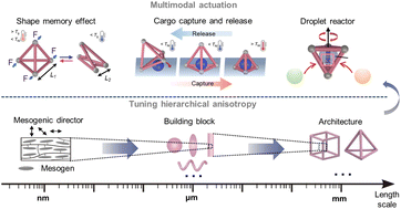 Graphical abstract: Programming hierarchical anisotropy in microactuators for multimodal actuation