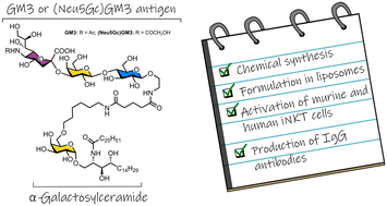 Graphical abstract: Chemical synthesis and immunological evaluation of cancer vaccines based on ganglioside antigens and α-galactosylceramide