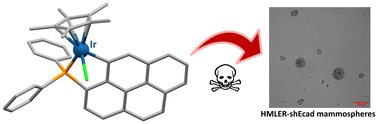 Graphical abstract: Cyclometalated half-sandwich iridium(iii) and rhodium(iii) complexes as efficient agents against cancer stem-cell mammospheres