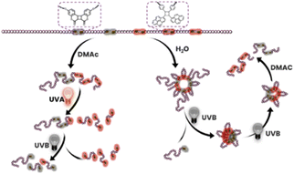 Graphical abstract: Main chain selective polymer degradation: controlled by the wavelength and assembly