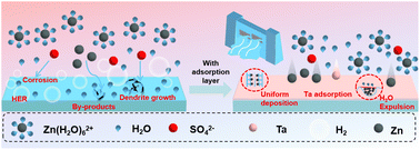 Graphical abstract: Reinforcing an interfacial molecular dam through a multifunctional organic electrolyte additive for stable Zn anodes