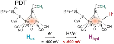 Graphical abstract: Terminal hydride formation in [FeFe] hydrogenase: understanding the role of the dithiolate bridgehead