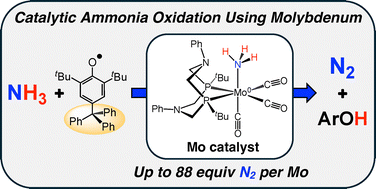 Graphical abstract: Catalytic NH3 oxidation to N2 by hydrogen atom abstraction using a low-valent molybdenum complex