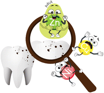Graphical abstract: AdcA lipoprotein involved in Zn(ii) transport in Streptococcus mutans – is it as metal-specific as expected?