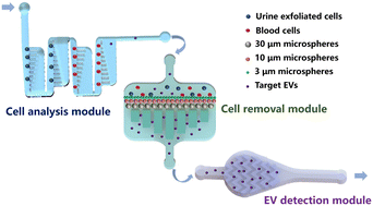 Graphical abstract: A urine detection chip for the analysis of urinary cells and extracellular vesicles for bladder cancer screening