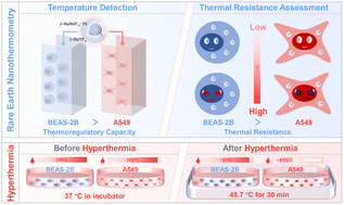Graphical abstract: A Nd–Yb ratiometric luminescent nanothermometer for assessing thermal resistance discrepancies between A549 and BEAS-2B cells to achieve selective hyperthermia