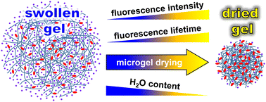 Graphical abstract: Moisture changes inside hydrogel particles during their drying process investigated with fluorescence lifetime imaging