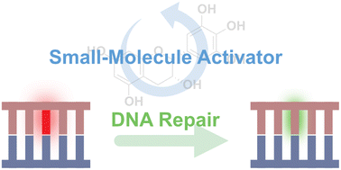 Graphical abstract: Therapeutic upregulation of DNA repair pathways: strategies and small molecule activators